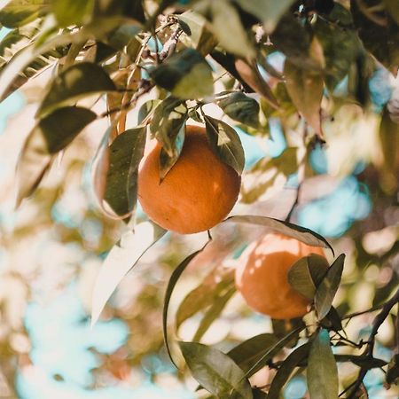 Apartman "Citrus" Τρέμπινιε Εξωτερικό φωτογραφία