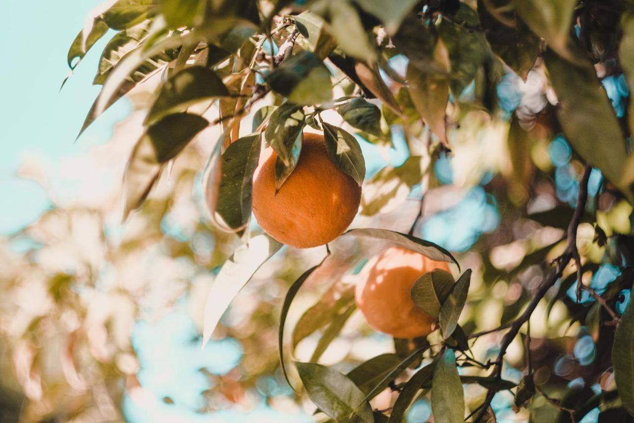 Apartman "Citrus" Τρέμπινιε Εξωτερικό φωτογραφία